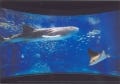 世界最大の魚類・ジンベエザメの「海くん」が全長測定 - 大阪海遊館