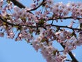 今年の桜開花は早目―日本気象協会が早くも開花予想を発表