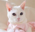 日本一「モンプチ大好き!」な猫ちゃんはどんなお顔?