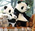 レッサーパンダが"後継ぎに?--パンダ不在半年の上野動物園をレポート