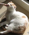 【アノ猫】"mizuhaさん流" You Tubeデビューの方法 - ポッケのおなか(3)