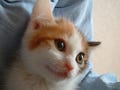 【アノ猫】Flickrはネコたちとの愛情を確認する場所 - そらとぶねこ(3)