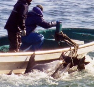 イルカ漁を扱った問題作『ザ・コーヴ』がニコニコ動画で無料生放送