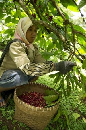 コーヒーを知るなら産地へ - インドネシア・ジャワのコーヒー農園訪問記