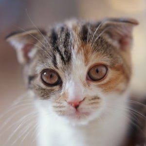 猫の名前ランキング、1位は昨年3位のあの名前 - アニコム損害保険