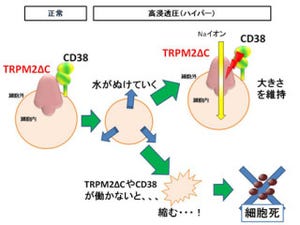 「トリップ」で「ハイパー」を感じて細胞が縮小死を防ぐ - 生理研が発見