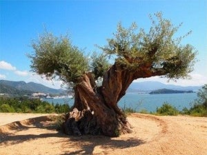 2012年6月の奇跡。樹齢1000年のオリーブ大樹が開花―小豆島ヘルシーランド