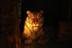 夜だけのドキドキ体験を! 夏季限定「夜の動物園」を開催-札幌市円山動物園