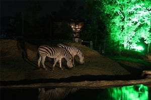 幻想的にライトアップされた夜の動物公園を楽しもう -八木山動物公園