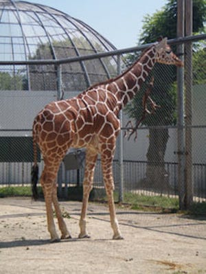 やります!  夏休み期間にあえて大人向けイベントを開催 -京都市動物園