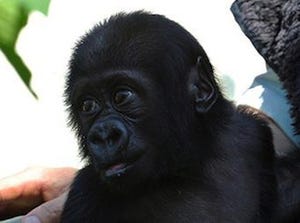 ゴリラの赤ちゃんとお母さんのお見合い始めます! -京都市動物園