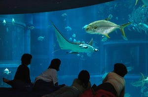 水族館でおとまり女子会!? 「女性限定おとまりスクール」開催 -海遊館