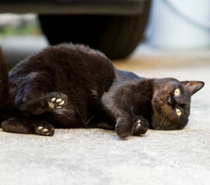 東京都台東区にある猫だらけの街・谷中ぶらり散歩レポート