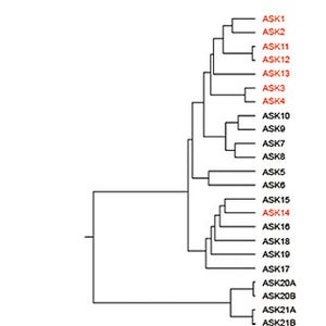 理研、植物の生理現象解明に向けタンパク質分解を担う複合体を解析