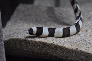 東京都・サンシャイン水族館で、シマウミヘビと伊勢えびを展示