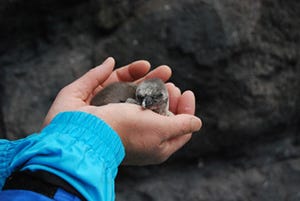 三重県・鳥羽水族館でフンボルトペンギンの赤ちゃんが誕生