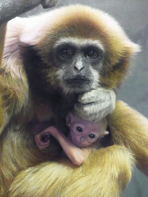 神奈川県・金沢動物園、シロテテナガザルの親子とブラジルバクを公開中
