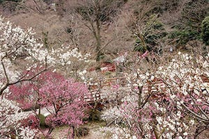 静岡県熱海市464本58品種の梅が楽しめる「第69回熱海梅園梅まつり」開幕