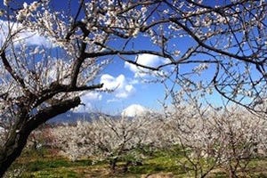 神奈川県で3万5千本の梅の花の香りに包まれる「小田原梅まつり」開催!