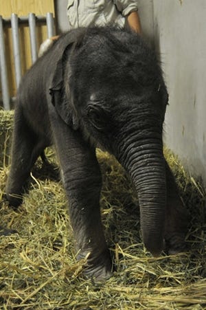 愛知県名古屋市・東山動物園で初のアジアゾウの赤ちゃんが誕生