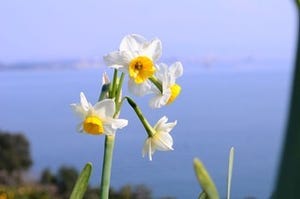 福岡県福岡市の花の名所、能古島で10万本もの日本水仙が見頃