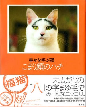 大きな八の字まゆ毛! 商店街のアイドル猫の写真集発売