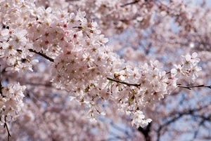 栃木県の桜の名所、4月の太平山謙信平からの見晴はまさしく絶景!