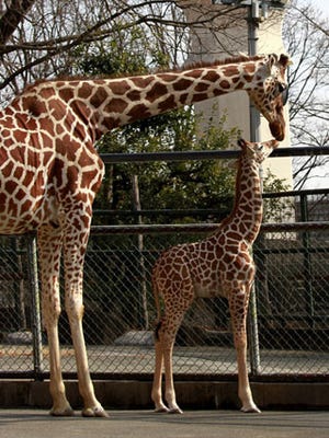 東京都・多摩動物園でキリンの赤ちゃんが誕生!　名前は「ユララ」