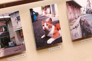 大阪市中央区で猫の写真いっぱいの"猫町六丁目写真展"が開催中!