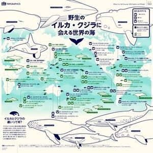 東京で野生のイルカ・クジラに会えるって知ってた?-トリップアドバイザー