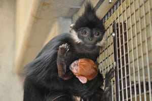 神奈川県・よこはま動物園ズーラシアで金色の赤ちゃんが誕生