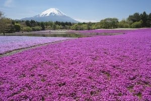 山梨県で、富士山と芝桜の絶景をのぞむ「富士芝桜まつり」開催
