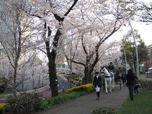 東京ミッドタウンで、馬車に乗りながらお花見を楽しむ「花見馬車」運行