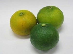 佐賀県固有の希少な果実「ゲンコウ」の育毛作用を確認 -東洋新薬