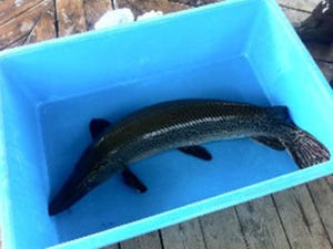 世界最大級の淡水魚「アリゲーターガー」が神戸市須磨区で捕獲された