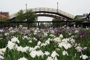 茨城県で100万のあやめ・菖蒲が咲く「水郷潮来あやめまつり」。嫁入り舟も