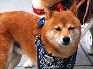 日本犬 VS 洋犬、あなたはどっち派!?