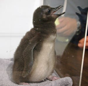 東京都・すみだ水族館がモフモフのペンギンの赤ちゃんを特別公開-【画像38枚】