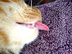 猫の歯磨きを上手にする方法