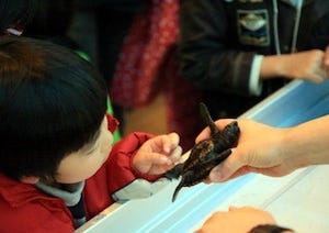 千葉県・鴨川シーワールドで、ウミガメの赤ちゃんと触れ合える教室を開催