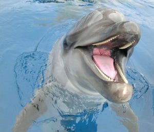 京都水族館で「イルカに出会う夏休み」開催。ドルフィンビッグサンドも!