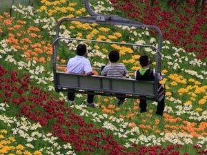 栃木県に「ハンターマウンテンゆりパーク」が開園 -50種500万輪のゆり