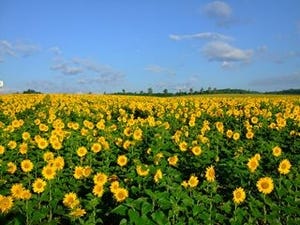 北海道で、約130万本のひまわりが咲き誇る「ひまわりまつり」開催