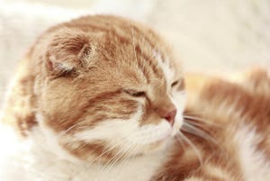 猫を指差すと鼻でスリスリしてくれる理由