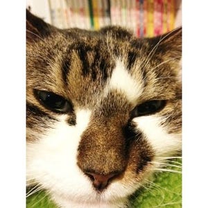 猫ストーカーってどんな「職業」? 東京都内で活動するプロを取材