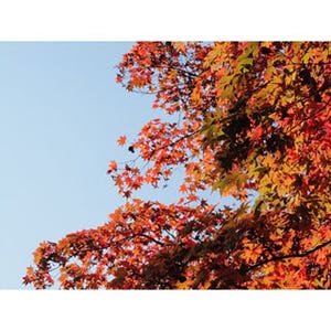 兼六園や宮島など2013年紅葉が美しい観光スポット発表! 見どころはなに?