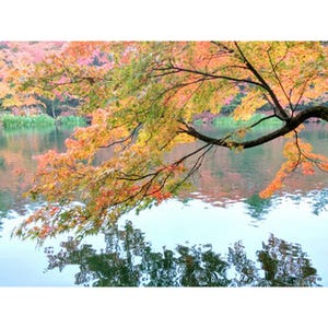 秋の行楽シーズンに軽井沢へ! LGの最新スマホ「isai LGL22」で紅葉を撮ってきた