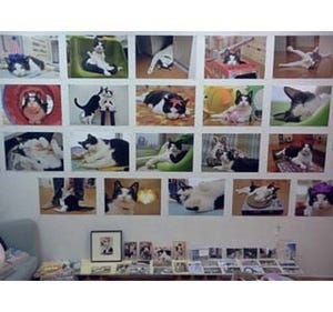 東京都・世田谷のねこギャラリーで、元祖アイドル猫の写真展開催