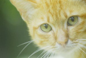 東京都・豊島区の保護団体が飼い主を必要としている子猫の受け入れを開始
