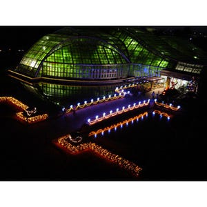 京都府立植物園で「観覧温室の夜間開室とイルミネーション」開催